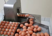 Seamless Egg Cracking Solutions: Enhancing Kitchen Efficiency